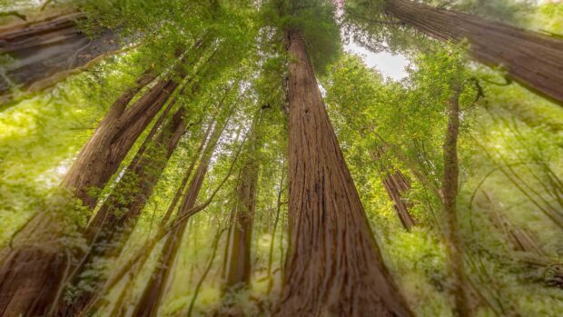 Tall redwood tree surrounded by lush green forest canopy viewed from below