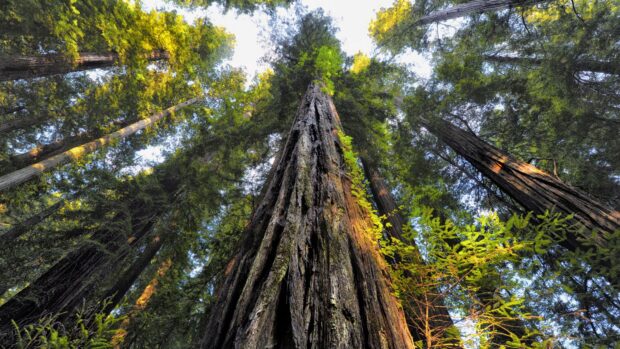 Tall redwood tree trunk surrounded by green forest foliage reaching to the sky