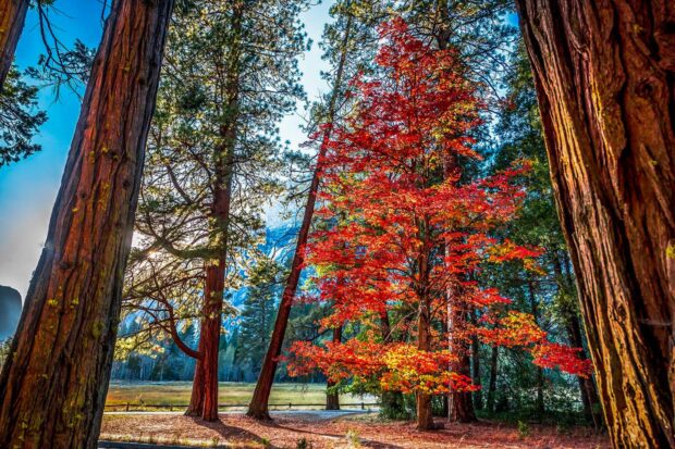 A redwood tree surrounded by colorful autumn foliage in a vibrant forest scene