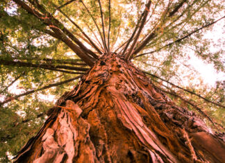Close up of a redwood tree trunk with branches extending upward