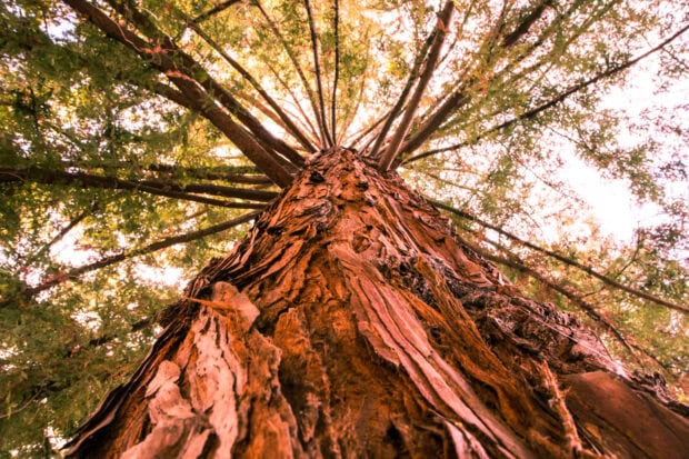 Close up of a redwood tree trunk with branches extending upward