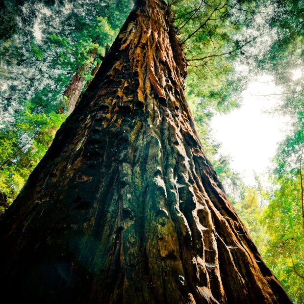 Large redwood tree trunk with textured bark and green forest canopy above