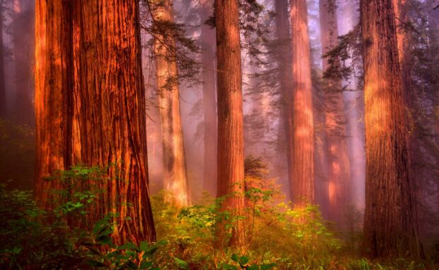 Tall redwood tree trunks illuminated by soft sunlight in a misty forest setting