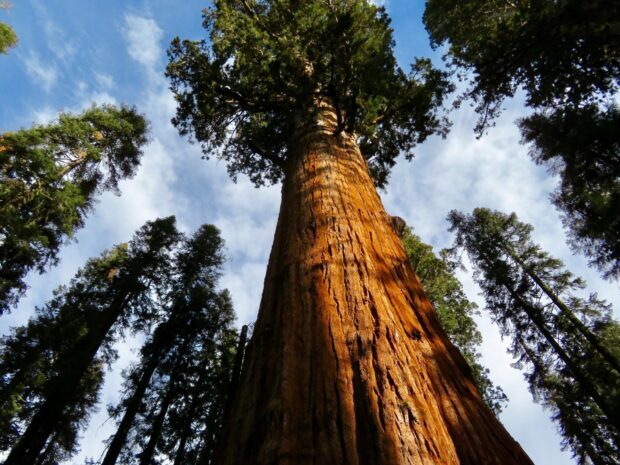 A giant redwood tree towering above with surrounding forest under a clear blue sky