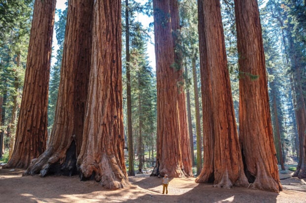A person standing among giant redwood tree trunks in a forest during daylight