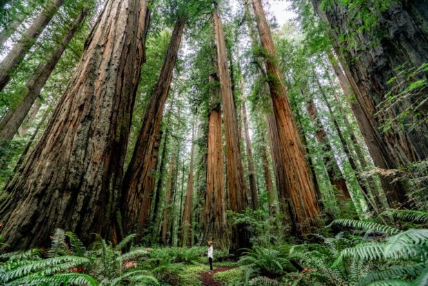 A person standing among tall redwood trees in a dense forest with lush green ferns
