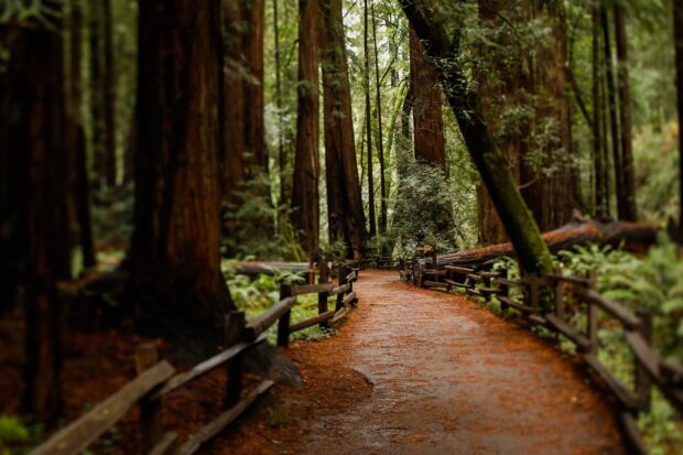 A peaceful path through the redwood tree forest with wooden fences on both sides