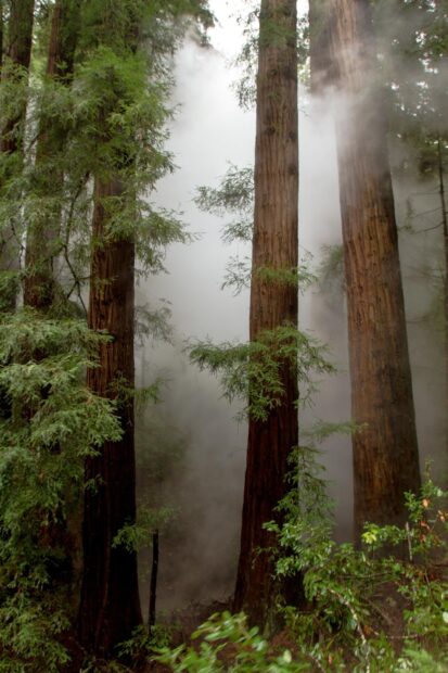 Tall redwood trees surrounded by mist in a dense forest environment