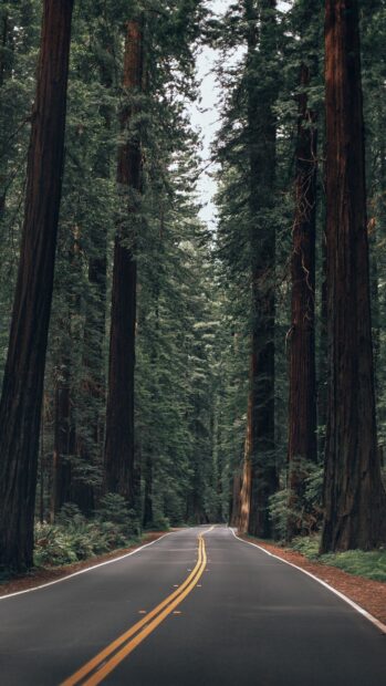 A peaceful road surrounded by tall redwood trees in a dense forest