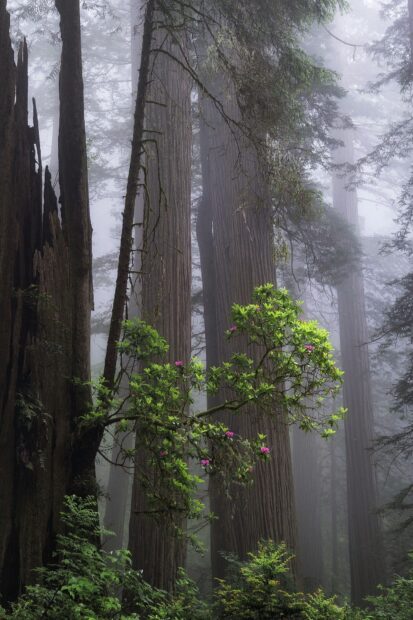 A close up of redwood tree surrounded by green leaves and pink flowers in a misty forest