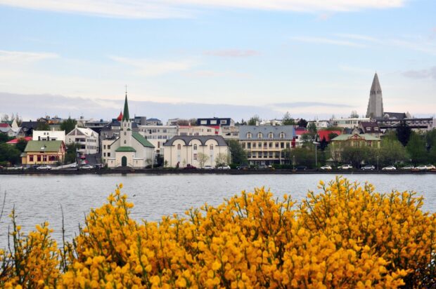 Yellow flowers in front of Reykjavik city buildings by water
