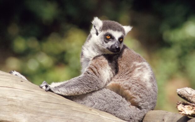 A ring tailed lemur resting on a log in a natural outdoor setting
