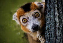 A close up of a ring tailed lemur peeking from behind a tree trunk