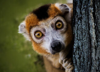 A close up of a ring tailed lemur peeking from behind a tree trunk