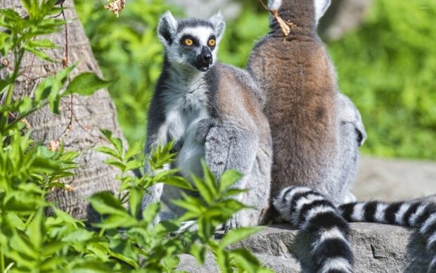 A ring tailed lemur sitting on a rock surrounded by green plants in natural sunlight