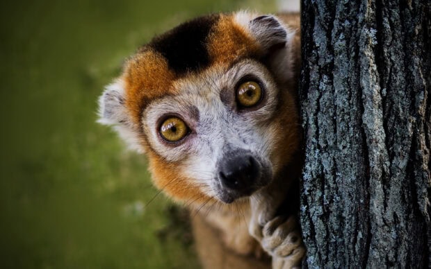 A close up of a ring tailed lemur peeking from behind a tree trunk