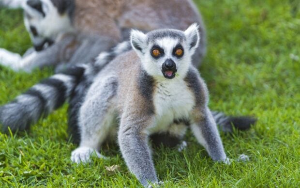 A ring tailed lemur sitting on green grass with bright eyes and distinctive markings
