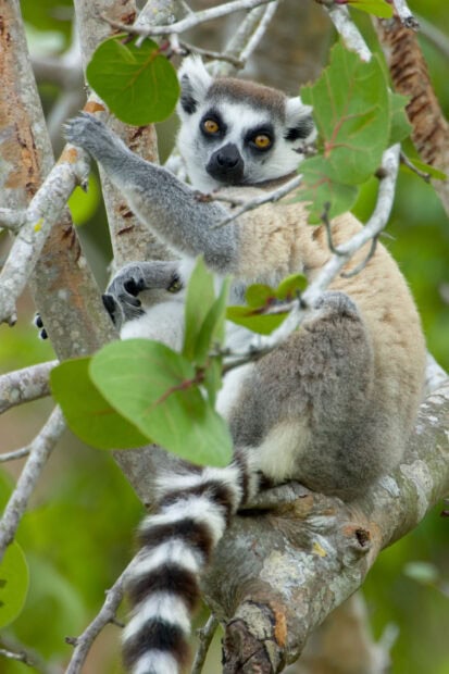 A ring tailed lemur resting on a tree branch surrounded by green leaves