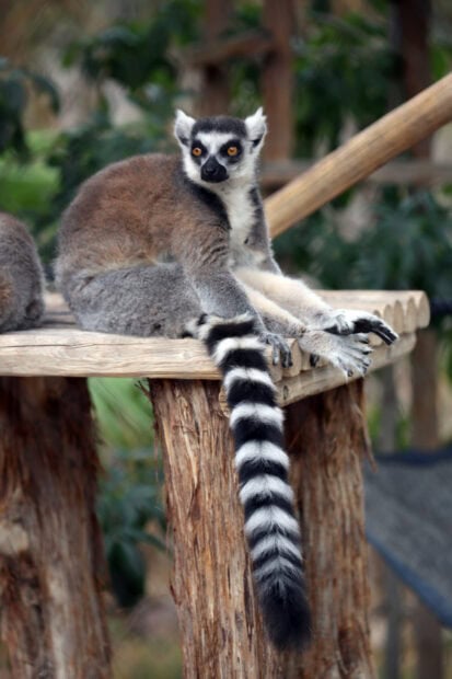 Ring Tailed Lemur Wallpaper 2K Mobile A ring tailed lemur sitting on a wooden platform with its striped tail hanging down