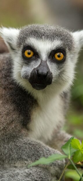 Close up of a ring tailed lemur with bright yellow eyes sitting outdoors