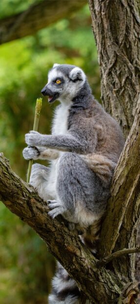 A ring tailed lemur sitting on a tree branch holding a stick in a natural green environment