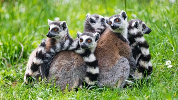 A group of ring tailed lemur sitting closely together on green grass in nature