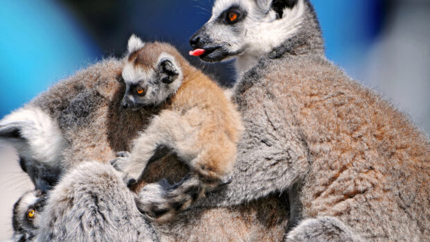 A baby ring tailed lemur clings to an adult ring tailed lemur showing close family bond