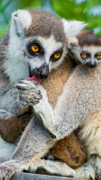 A ring tailed lemur caring for its baby in a natural habitat