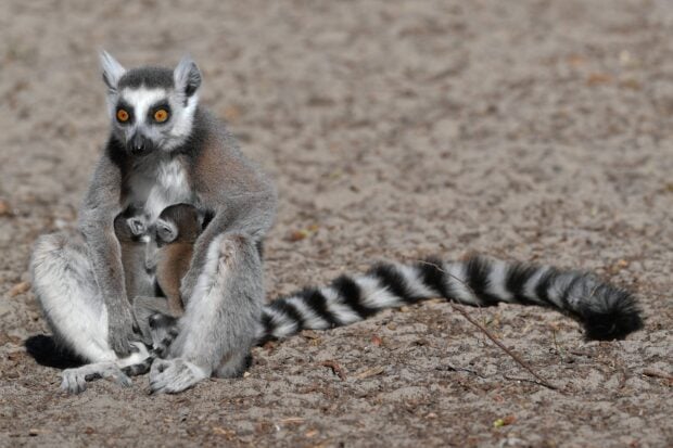 A ring tailed lemur sitting on the ground holding its baby close to its chest