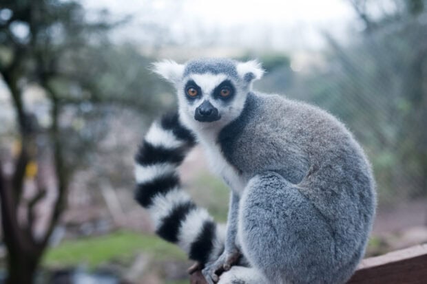 A ring tailed lemur sitting outdoors with its striped tail curled behind it