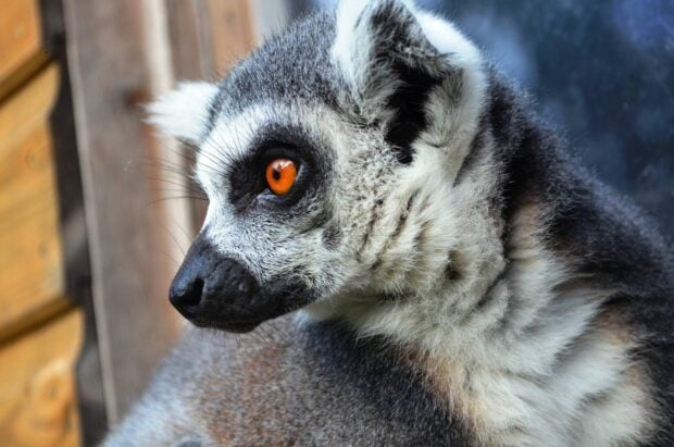 Close up of ring tailed lemur with bright orange eyes resting near wooden surface