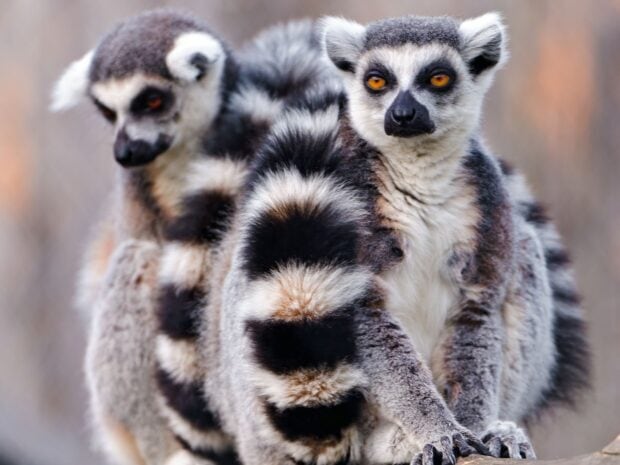Two ring tailed lemurs sitting close together showing their distinctive black and white tails