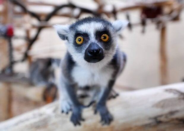 Close up of a ring tailed lemur with bright yellow eyes looking directly at the camera