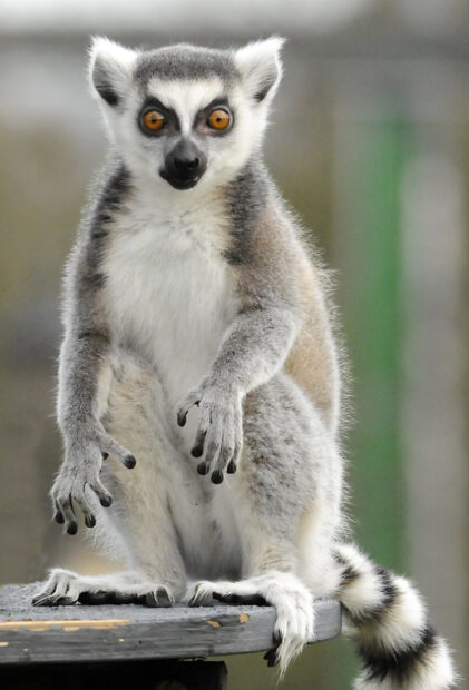 A ring tailed lemur sitting with its bright orange eyes staring directly at the camera