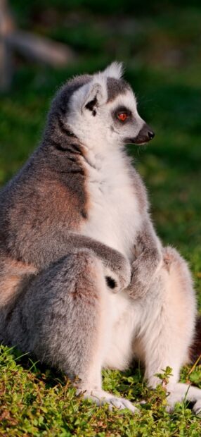A ring tailed lemur sitting on grass with bright orange eyes looking to the side