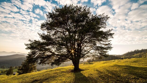 A large tree on a grassy hill in Romania with sunlight shining through its branches