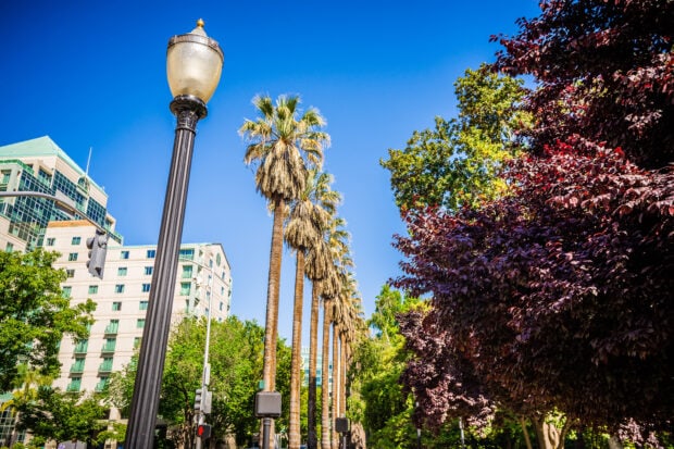 Tall palm trees line a street in Sacramento with colorful trees and buildings in the background