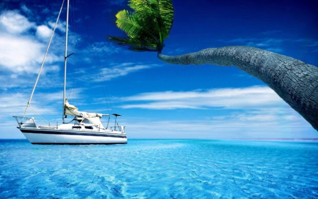 A sail boat floating on clear blue water near a curved palm tree in a tropical setting