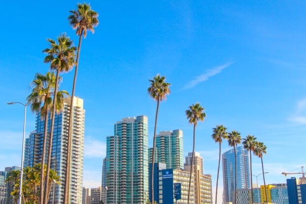 Tall palm trees stand amidst the San Diego California city skyline on a clear blue day
