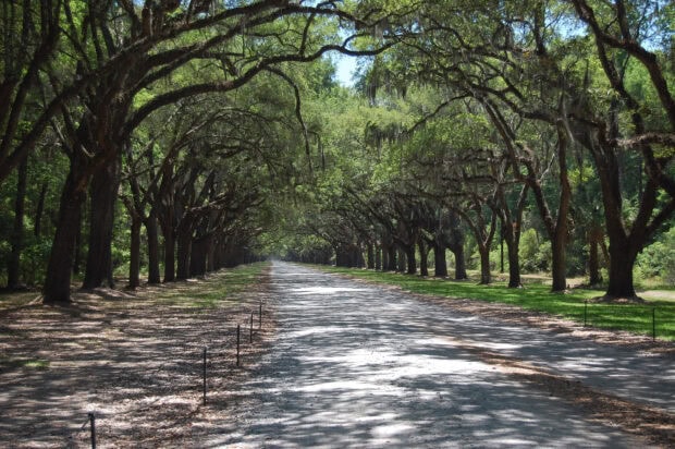 A peaceful avenue lined with oak trees in Savannah Georgia