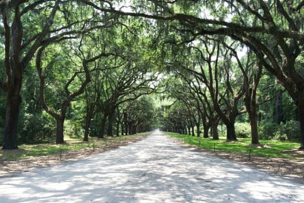 A scenic tree lined pathway with oak trees draped in Spanish moss in Savannah Georgia