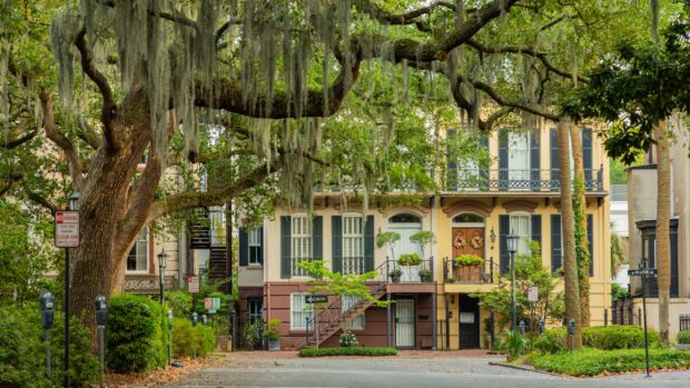 Large oak tree with hanging moss in front of historic Savannah Georgia townhouse