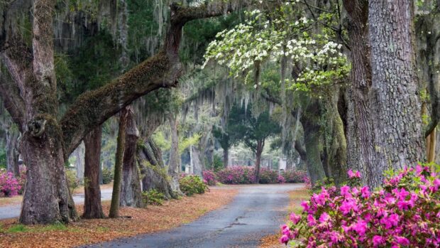 Large oak trees and blooming flowers line a peaceful road in Savannah Georgia