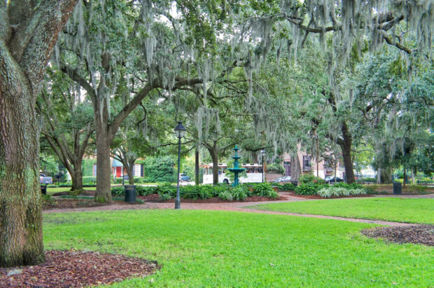 Large oak trees with Spanish moss in Savannah Georgia park