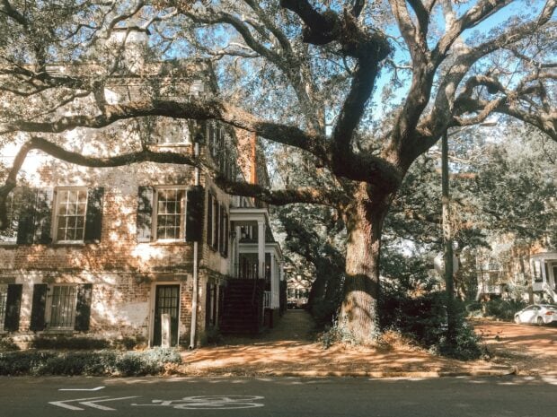 Historic Savannah architecture with large oak tree and cobblestone street in Georgia