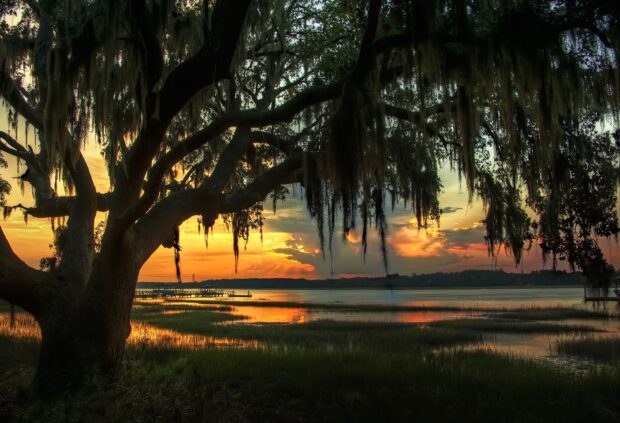 Large oak tree with hanging moss over a calm waterscape at sunset in Savannah Georgia