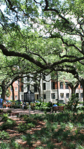 Lush oak trees shade a peaceful park area in Savannah Georgia providing a serene city escape