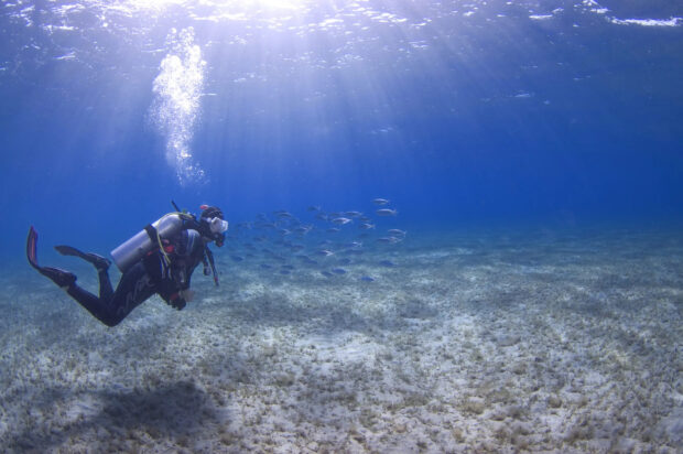 A scuba diver explores underwater near a school of fish in clear blue water