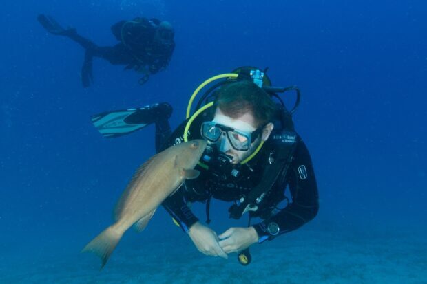 Scuba diving diver interacting with a large fish underwater in clear blue ocean