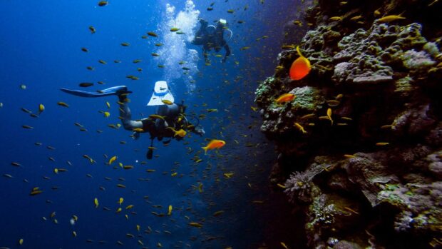 Scuba diving exploring coral reef with vibrant fish in clear blue ocean